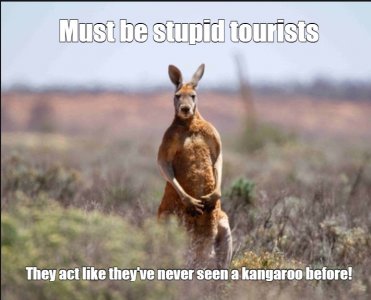kangaroo.jpg