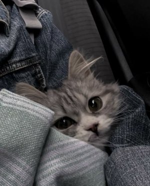 cattitude jacket.jpg