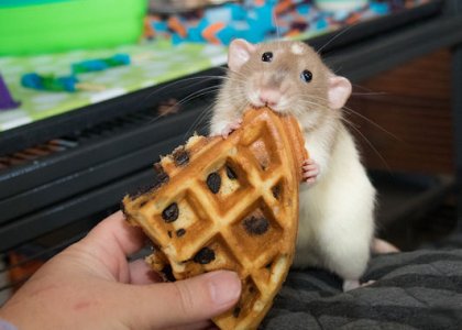 Waffle @.jpg