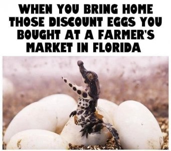 discount eggs.jpg
