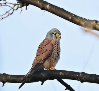 Kestrel (4).JPG