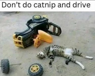 Catnip.jpg