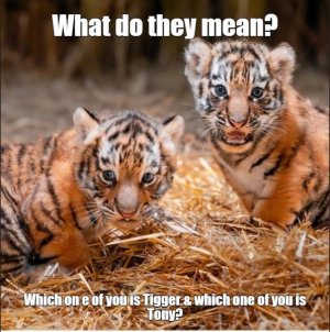 tigers.jpg