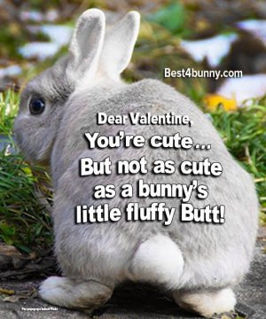 bunny_butt.jpg