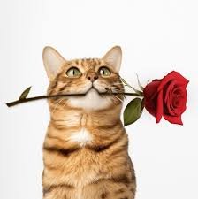 69,443 Cat Valentine Royalty-Free ...