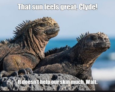 lizards.jpg
