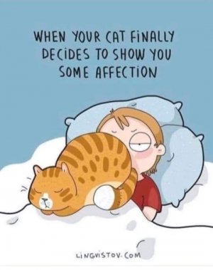 cataffection.jpg