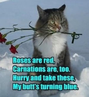 catbuttblue.jpg