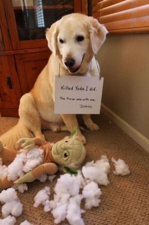 20-Very-Funny-Animal-Memes-12.jpg