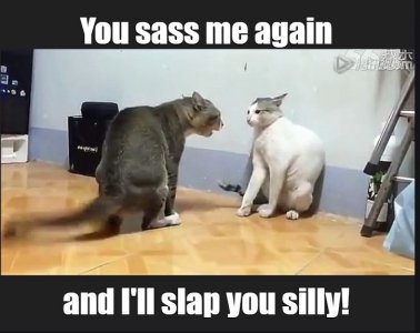 cats1.jpg