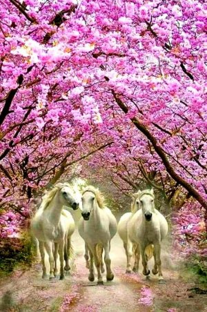pink-and-whitehorses.jpg