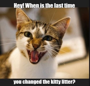 cats2.jpg