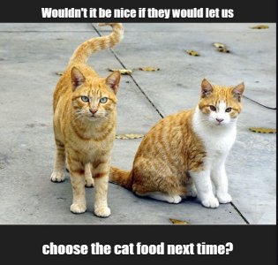 cats3.jpg