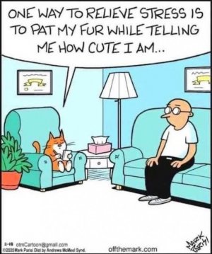 Cat Therapist.jpg