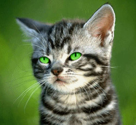Cheeky Cat Tongue.gif