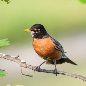 images (1).jpg images (1).jpg