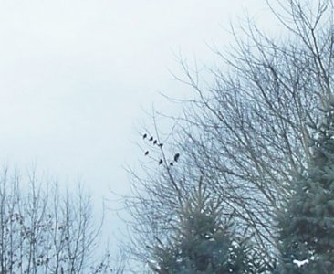 birds.jpg