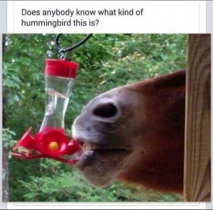 IMG_0506.jpeg