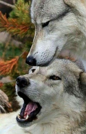 tumblr_6e8e7b43e47e2ed3b2581aa84bed8e26_1a521fb7_500.jpg