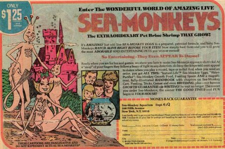 seamonkey.jpg