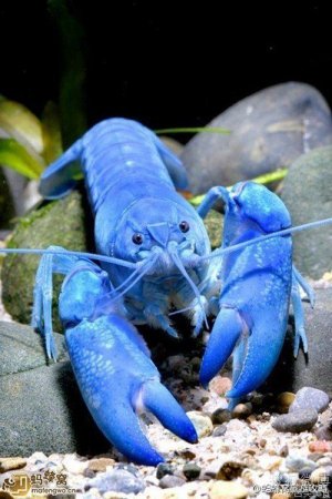 blue lobster.jpg