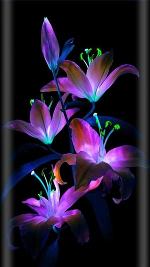 purple flower glow.jpg