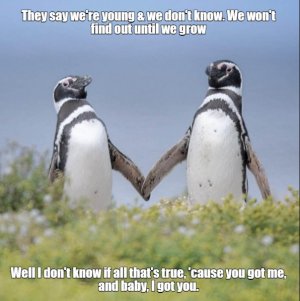 penguins.jpg