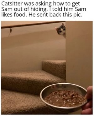 catsotterfimmu.jpg