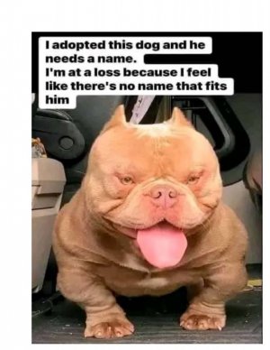 1739933119484.jpeg