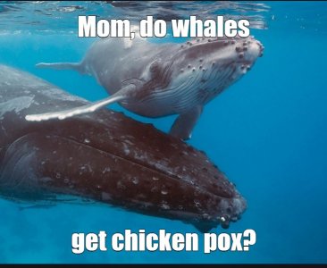 whales.jpg