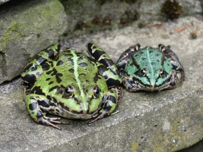 green frogs.jpg
