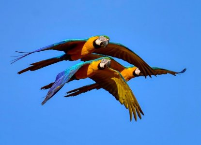 yellow parrots.jpg
