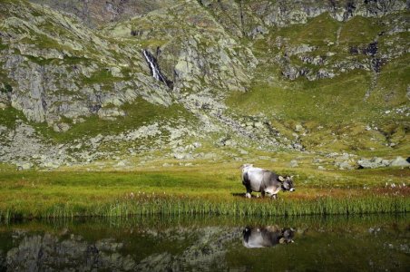 green-cow-1634519_1280.jpg