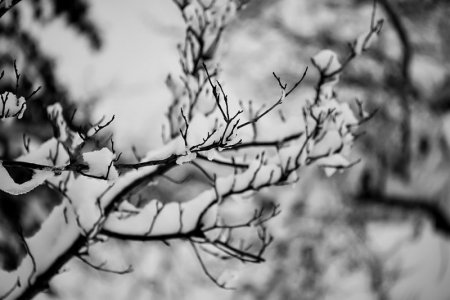 tulip tree snow.jpg