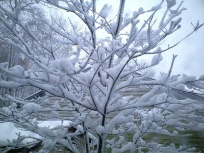 branches(1).jpg