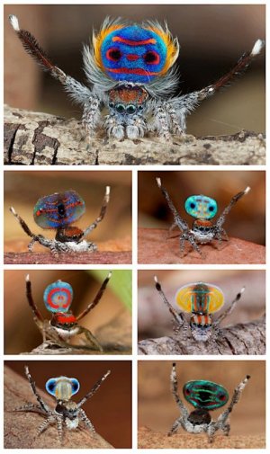 Peacock Spiders.jpg