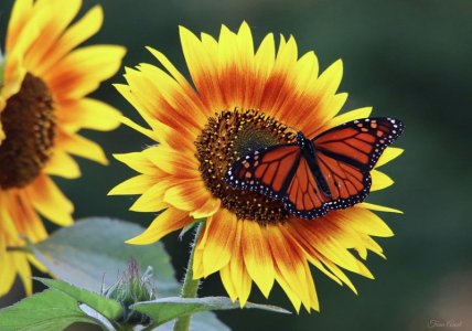 beautiful-sunflower-with-monarch-butterfly-trina-ansel.jpg