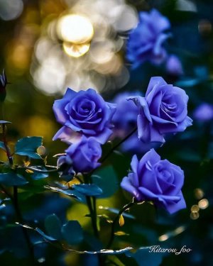 flower a day blue roses.jpg