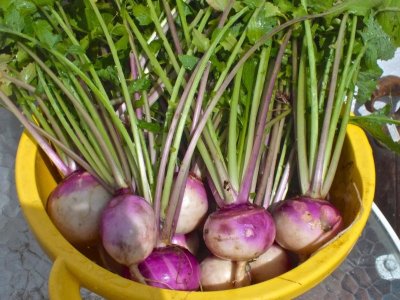 turnips.jpg