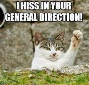 cattitude 2.jpg