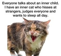 cattitude 1.jpg