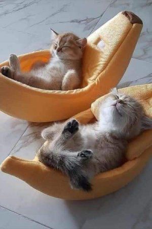 kitten cattitude double.jpg