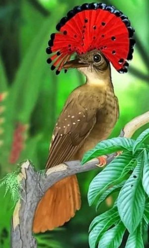 bird beauty.jpg