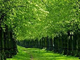 trees.jpg