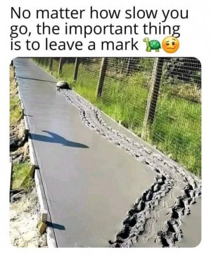animal4.jpg