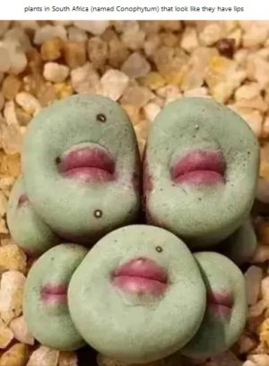 plants.jpg