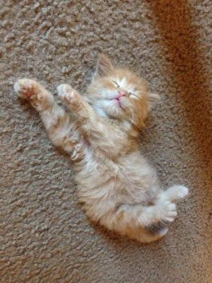 kitten cutie.jpg