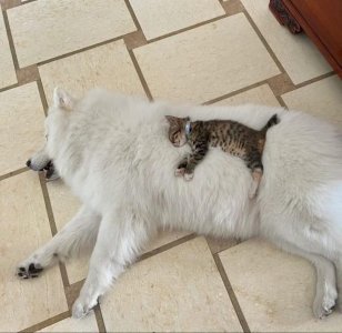 animal.jpg
