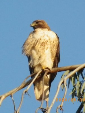 hawk.jpg