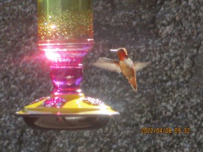 hummingbird.JPG
